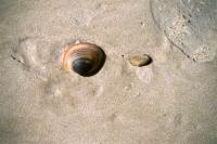 Stilleben