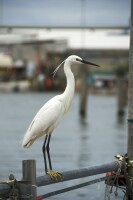 Silberreiher in Chioggia