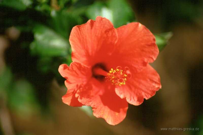 teneriffa-blumen-003.jpg - Blumenwelt auf Teneriffa