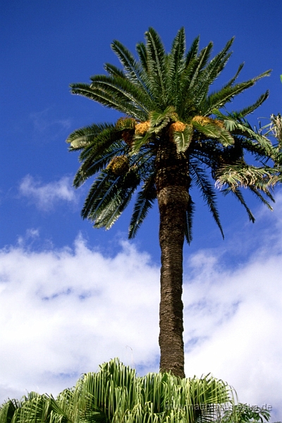teneriffa-la-laguna.jpg - Tropical View
