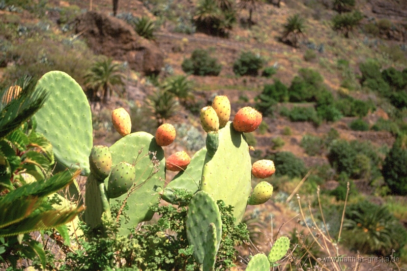 teneriffa-masca-kaktusfeigen.jpg - Bummel durch Masca