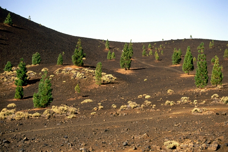 teneriffa-teide-008.jpg - Auf dem Weg zum Teide - Marslandschaft